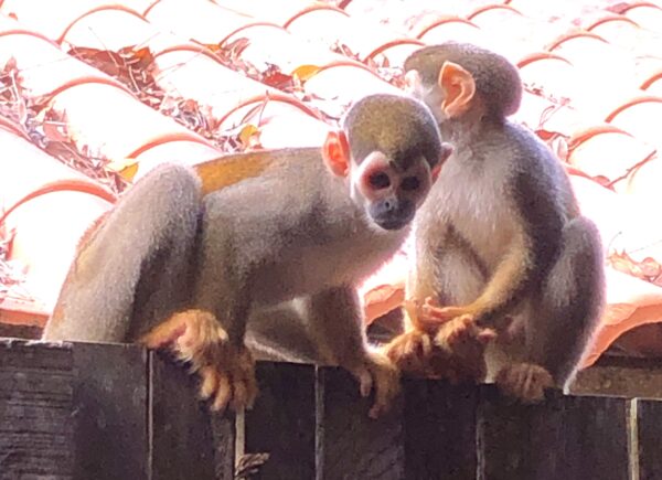 Brazilian Amazon Wellness Tour. Part 2